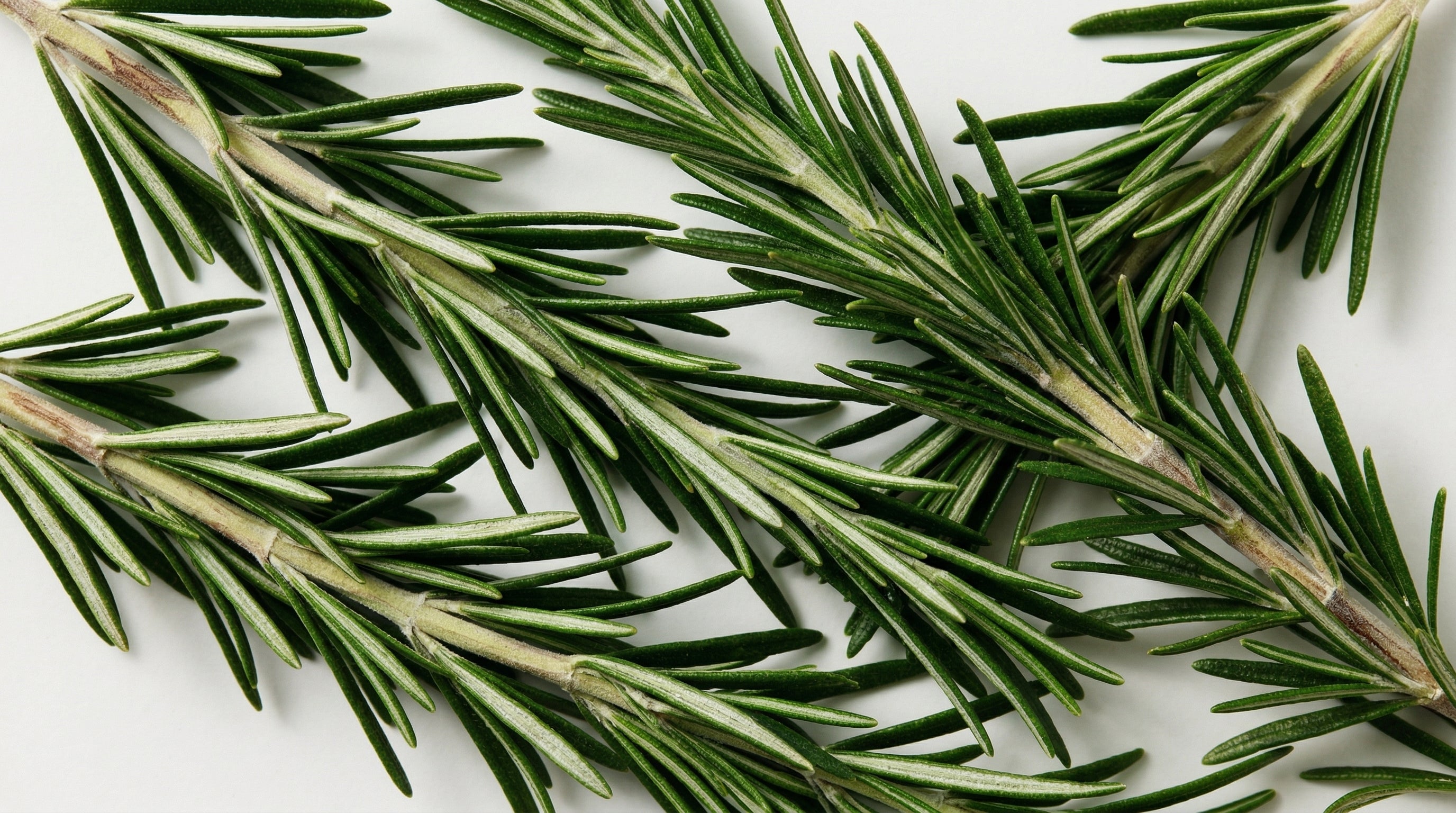 Rosemary Leaf Extract